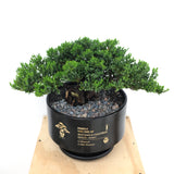 Juniper Bonsai