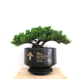 Juniper Bonsai